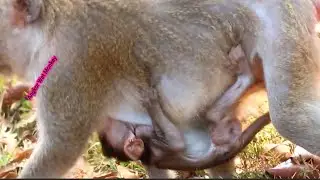 Poor baby monkey Janet trying very hard to hug mom Jane