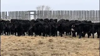 Doug & David Vollmer - 718# February Delivery Steers - 85 Head (Loreburn, SK)
