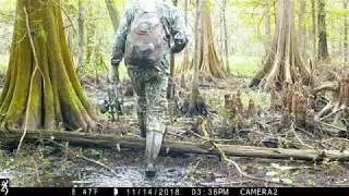Trail Camera Video, Public Land Swamp, South Louisiana, Big Pigs