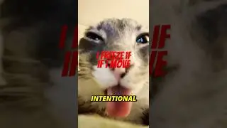 This Cat&rsquo;s Body Locks Up Without Warning 🐈🐱
