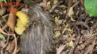 wild nature birds hunting field mice #animals #birds #pets #funny