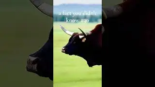 Bull Vision: Debunking a Popular Myth #bull #bulls #fact #facts #factshorts #factsvideo #interesting
