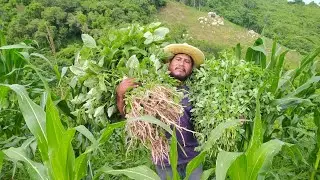 🌱 beneficios de tener as&iacute; la milpa 🤔🍉🌽🌶️🍅🍈