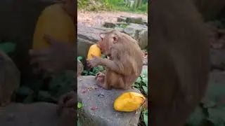 OH best brother help Cleaning body monkey Leo after he drink full