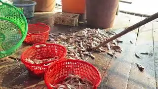 Video kerja praktik mahasiswa sosial ekonomi perikanan dibagansiapiapi