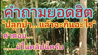 ปลูกป่า แล้วจะกินอะไร???
