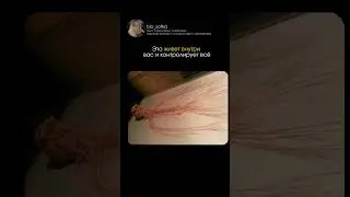 а существо это называется- нервная система🧠#биология #сотка #егэбиология #факты #НаукаДляВсех