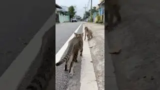 &ldquo;Random Street Moment Caught on Phone&rdquo;&ldquo;Cat vs Monkey &ndash; Real Street Clip&rdquo;&ldquo;This Was Not Planned 😳&rdquo;&ldquo;Ca