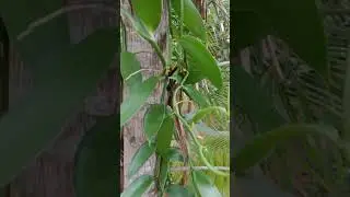 #ceylonvanilla #nature #organicvanilla #vanillabeans #youtubeshorts #orchid #garden #naturalvanilla