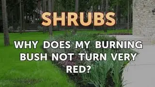 Why Does My Burning Bush Not Turn Very Red?