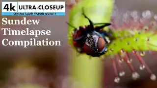 4k Sundew Trapping Compilation
