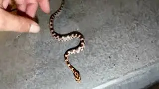A Beautiful Young Corn Snake Rescued from Our Swimming Pool. Backyard Herps of Marion and Levy
