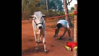 D Boss in farm house Challenging star Darshan