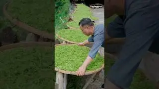 organic green tea making process at home #shorts