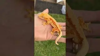 Red Tangerine Lilly White Crested Gecko 😳