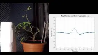 Real time action potential measurement - Borja Requena