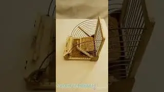 صيد الطيور . (الفخ القوسي)