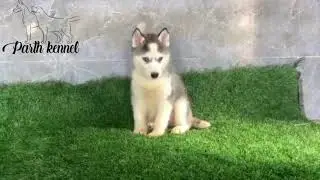Meet our stunning Siberian Husky Blue Eyes female puppy!