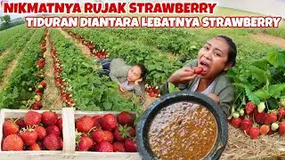 BIKIN RUJAK STRAWBERRY LANGSUNG DI LADANG