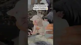 Bottle feeding 11 Pitbull Dog Puppies 😱 #shorts