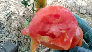 🍅 томат-сорт Amish paste 👍