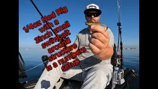 Fishing San Diego Bay: Pepper Park was A Numbers Day!