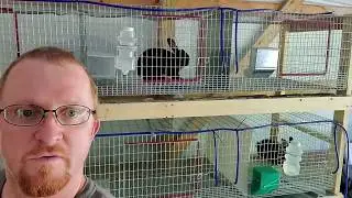 Rabbit hutch water system install and moving the rabbits into their bigger cages!
