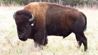 National Bison Day 2018