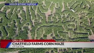 Chatfield Farms corn maze