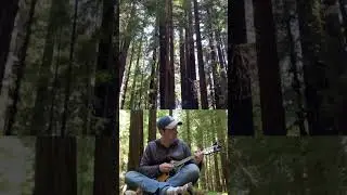 mandolin in a gigantic redwood forest