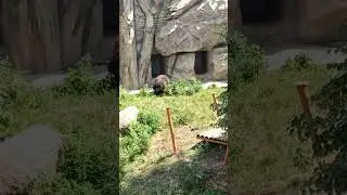 i Харків Зоопарк Ведмідь  Kharkiv Zoo Bear Харьков Зоопарк Медведь 31072025