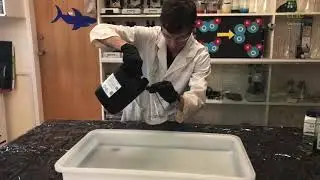Elephant's Toothpaste - the science explained