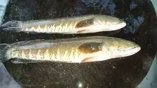 Amazing Snakehead Fish Cleaning & Cutting In Fish Village | Porom Semba