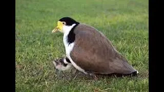 PLOVERS!!!