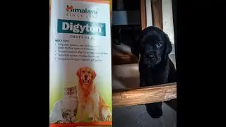 How to give himalaya digyton to your puppy/dog.increase digestibility of your puppy/dog.
