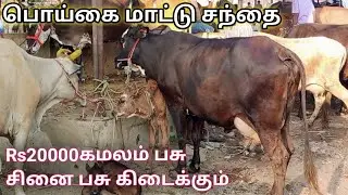 ரூ20000கமலம்பசு,வத்த கறவை மாடு, சினை பசு, பொய்கை சந்தை|மாட்டு சந்தை|Kamalam pasu, cattle market