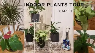 INDOOR PLANTS TOUR + PLANT TIPS & CARE | PART 1