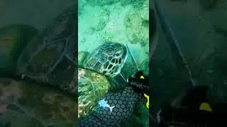 Wow... this sea turtle was entangled.. C: Nickfry #ocean #sea #marinebio #sustainable #marinebiology