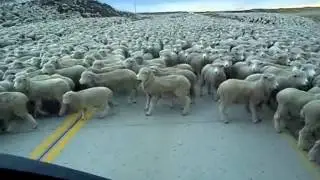 Increíble Piño de Ovejas en Carretera de Punta Arenas
