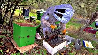 ✨ “The Legacy Hive: Rebuilding a Colony That Survived Five Forgotten Years”