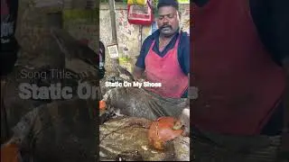 Cut Rare Snail Fish #shorts #song #music