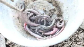 There are many earthworms in the soil, catch them and put them in a bowl.