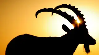 Siberian ibex spotted running on cliff in China's Xinjiang
