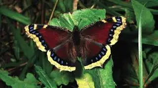 Mourning Cloak