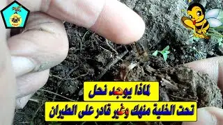لماذا يوجد نحل تحت الخلية منهك وغير قادر على الطيران