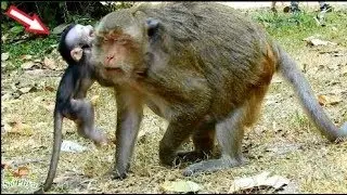 My God! Baby Dax Cries Very Angry Mom Daisy Cos Daisy Reject Milk Dax, S