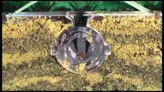 WILD! Science&trade; Ant Jungle Colony