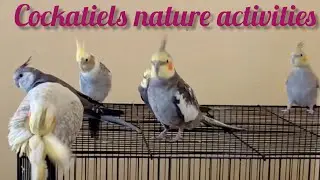 Cute natural sounds of cockatiels #cockatiel #ytshorts 