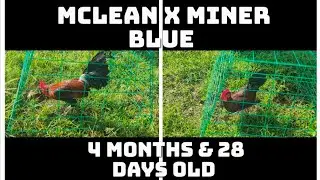McLean x Miner blue 4 months & 28 days old stag