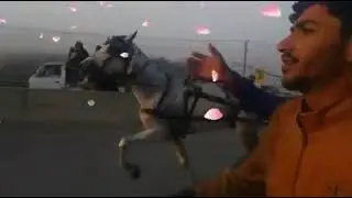 PESHAWAR HORSE RACE 2021 SUNDAY SHUGHAL PESHAWAR BYPASS PAKISTANI TONGA RACERS OFFICIAL